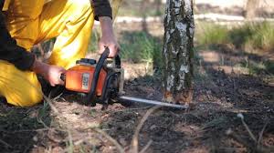 Best Stump Grinding and Removal  in Warm Springs, OR