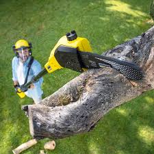 Best Tree Trimming and Pruning  in Warm Springs, OR