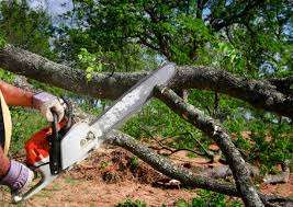 How Our Tree Care Process Works  in  Warm Springs, OR