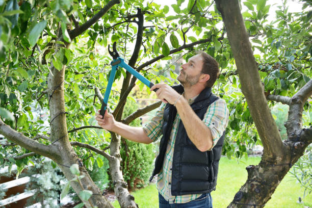 Trusted Warm Springs, OR Tree Services Experts